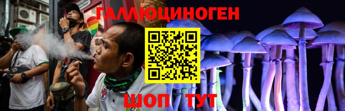 Псилоцибиновые грибы Psilocybe Курчалой